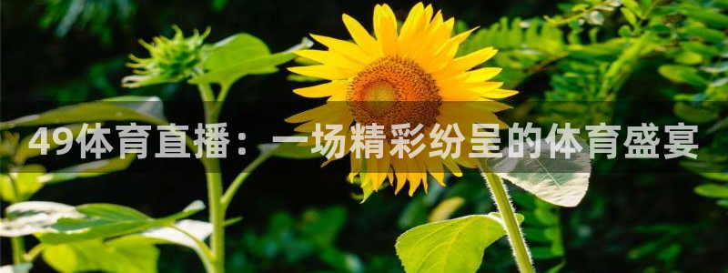 833直播体育免费观看入口：49体育直播：一场精彩纷呈的体育盛宴